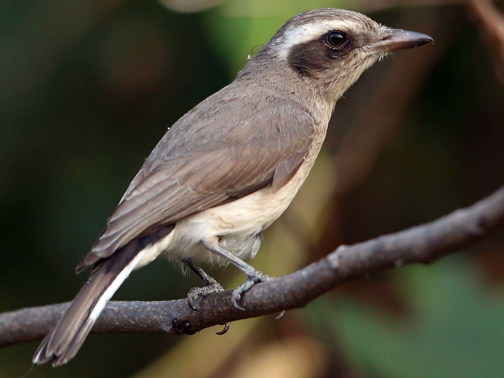 Common Woodshrike